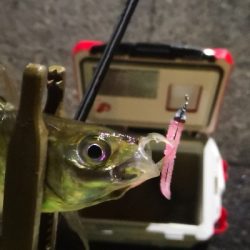 アジング練習 181