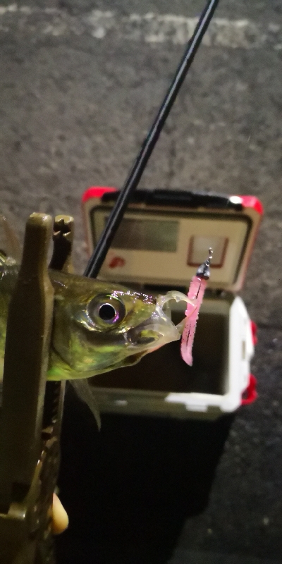 アジング練習 181