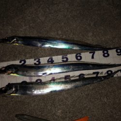 タチウオ好調続く