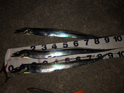 タチウオ好調続く