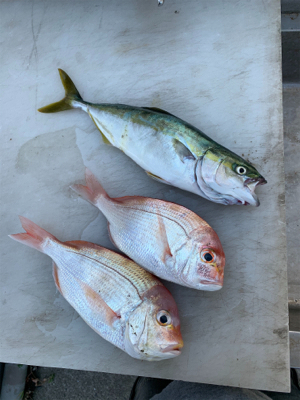 真夏のマイボート釣行