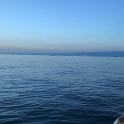 サバがはばをきかしております…。