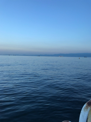 サバがはばをきかしております…。