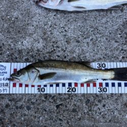 スイングウォーブラーも入魂