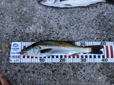 スイングウォーブラーも入魂