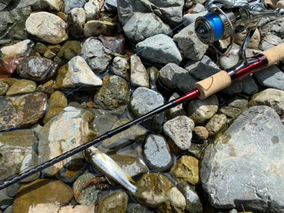 カワムツ釣り