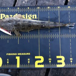 約1か月ぶりの釣行‼️