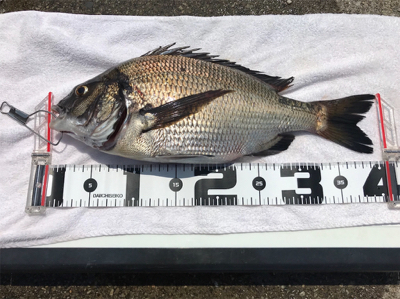 好調釣り場で1枚のみ