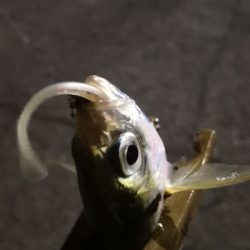 アジング練習 182