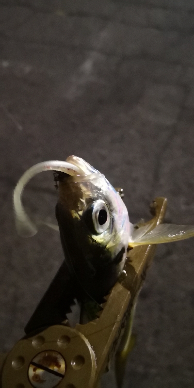 アジング練習 182