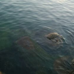 アオリイカ2杯!キジハタ4匹!カマス2匹!