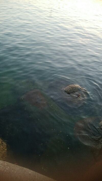 アオリイカ2杯!キジハタ4匹!カマス2匹!