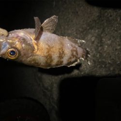 アジングしてるつもりがメバリングでした