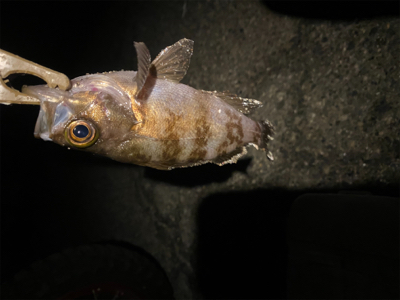 アジングしてるつもりがメバリングでした