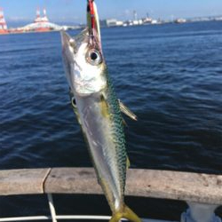 朝イチ小鯖祭り。。少しだけ中サバ。