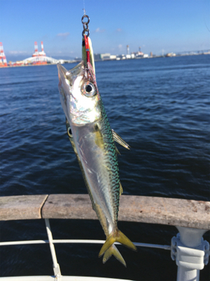 朝イチ小鯖祭り。。少しだけ中サバ。