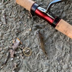 ハゼと手長エビ