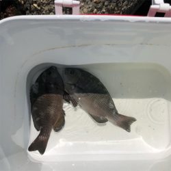 グレ釣りのつもりが..