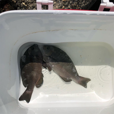 グレ釣りのつもりが..