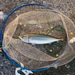 アジ・サバ祭り