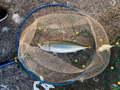 アジ・サバ祭り