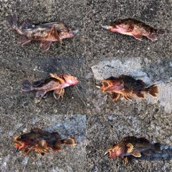 NEW RODの鱗付け完了‼️