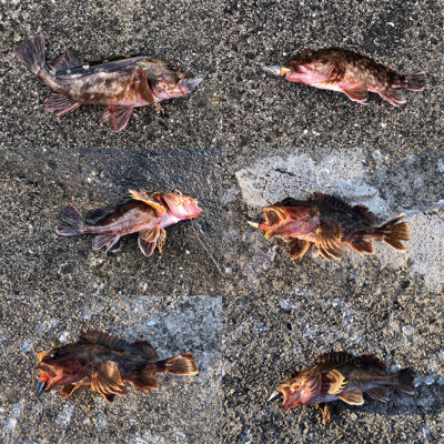 NEW RODの鱗付け完了‼…