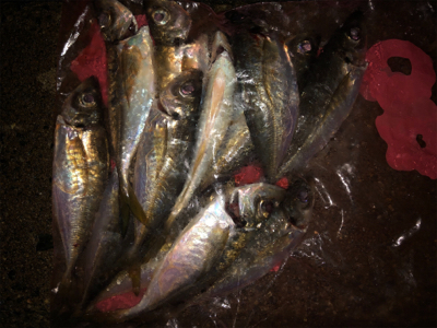 アジング好調キープ