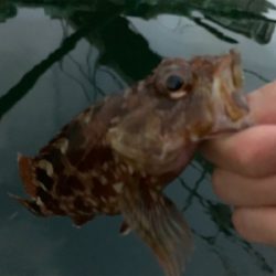 マイクロ岸ジギ