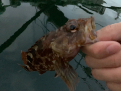 マイクロ岸ジギ