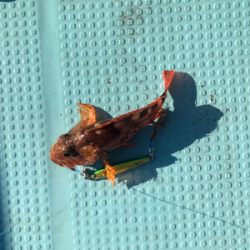 ベイトたくさん