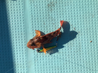 ベイトたくさん