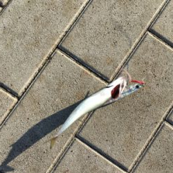 鯖祭らず。。小鯖のみ。。。