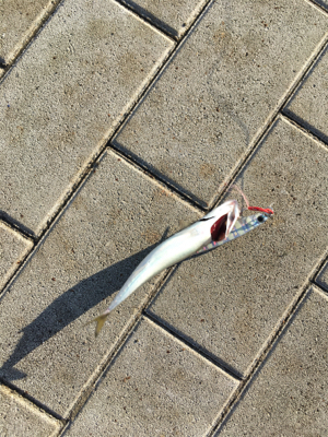 鯖祭らず。。小鯖のみ。。。