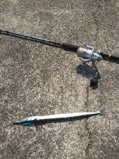 今シーズン初タチウオ