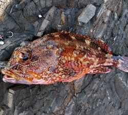 久しぶりの磯釣り(^_^)