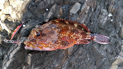 久しぶりの磯釣り(^_^)