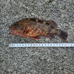 根魚楽しいヽ(・∀・)ノ!