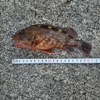 根魚楽しいヽ(・∀・)ノ!