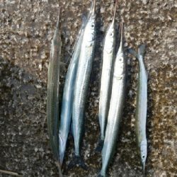 サバとえんぴつサヨリ