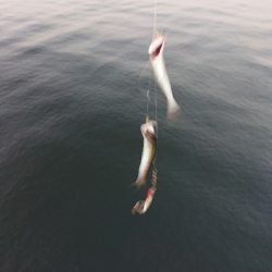 初めてのサヨリ釣り