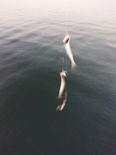 初めてのサヨリ釣り