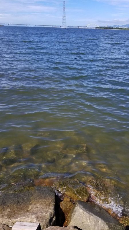 ボラリストになった。 狙えばビッグファイトです。