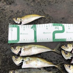 朝マズメアジング