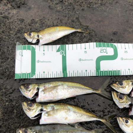 朝マズメアジング