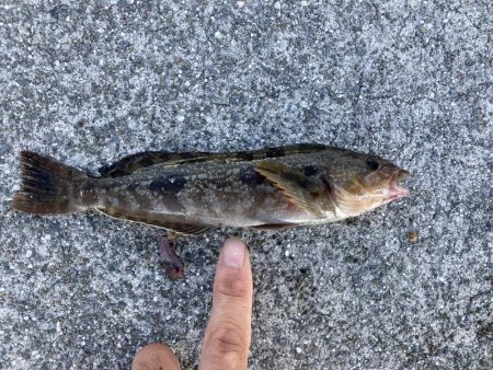 東二見人工島ヘチ釣り五目