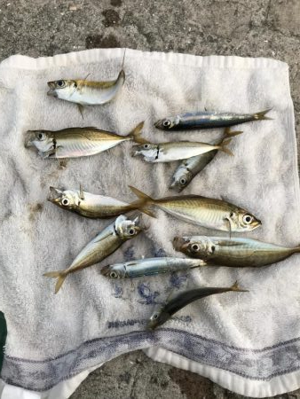 久しぶりの無風