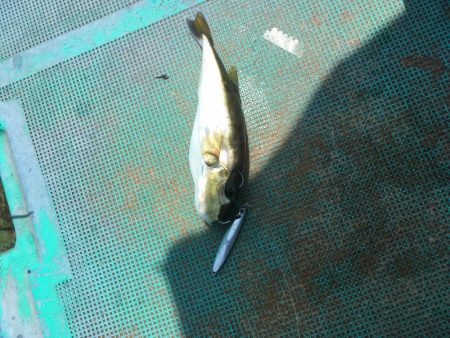 浅川沖でオオモンハタ