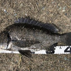 イチノ兄弟、釣果！