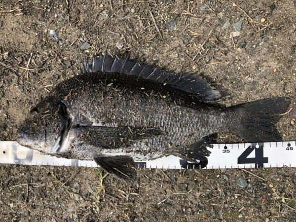 イチノ兄弟、釣果！